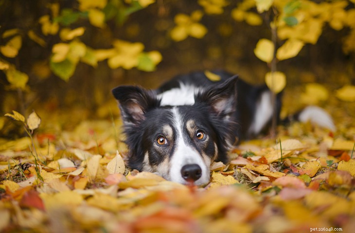 Discover the Top 10 Classic British Dog Breeds for Adoption