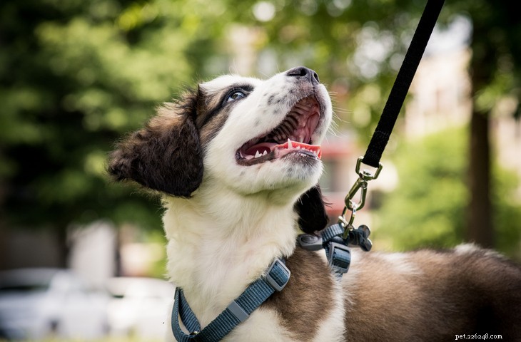 Effective Ways to Stop Your Dog From Pulling on the Leash