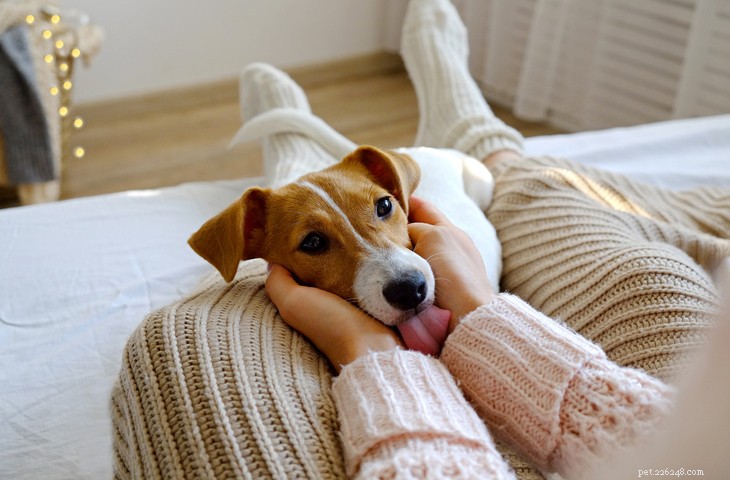 Decode Your Dog s Body Language: A Guide to Understanding Their Signals