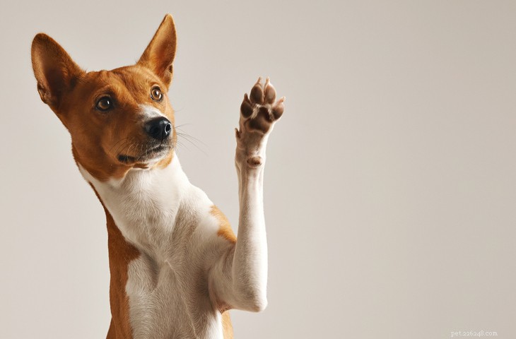 Decode Your Dog s Body Language: A Guide to Understanding Their Signals