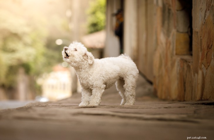 Decode Your Dog s Body Language: A Guide to Understanding Their Signals