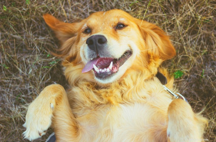 Labrador Retriever vs. Golden Retriever: Key Differences Explained