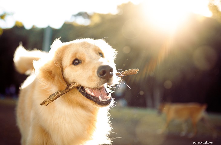 Labrador Retriever vs. Golden Retriever: Key Differences Explained