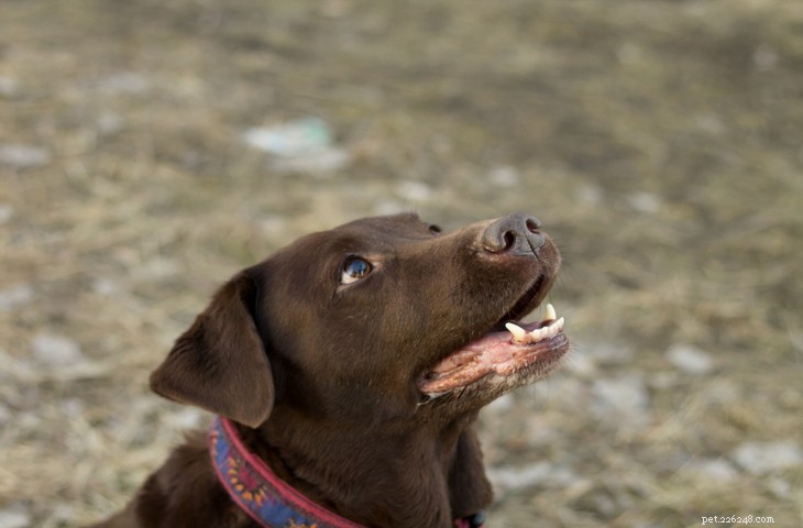 Labrador Retriever vs. Golden Retriever: Key Differences Explained