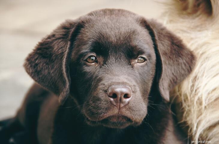 Labrador Retriever vs. Golden Retriever: Key Differences Explained