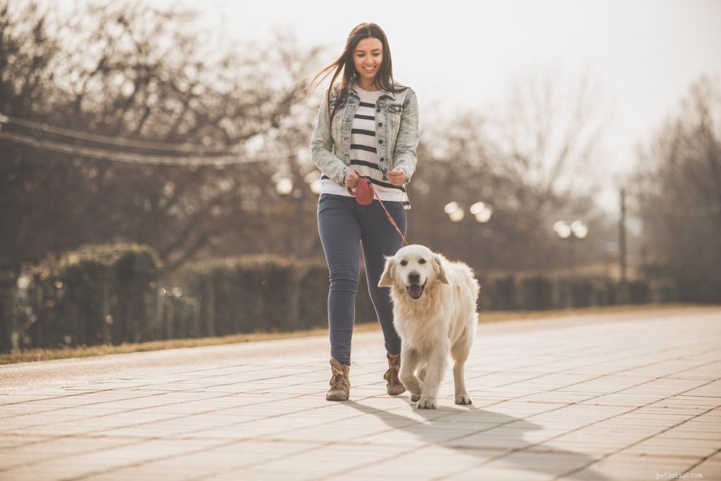 Golden Retrievers: 15 Compelling Reasons to Adopt One Today