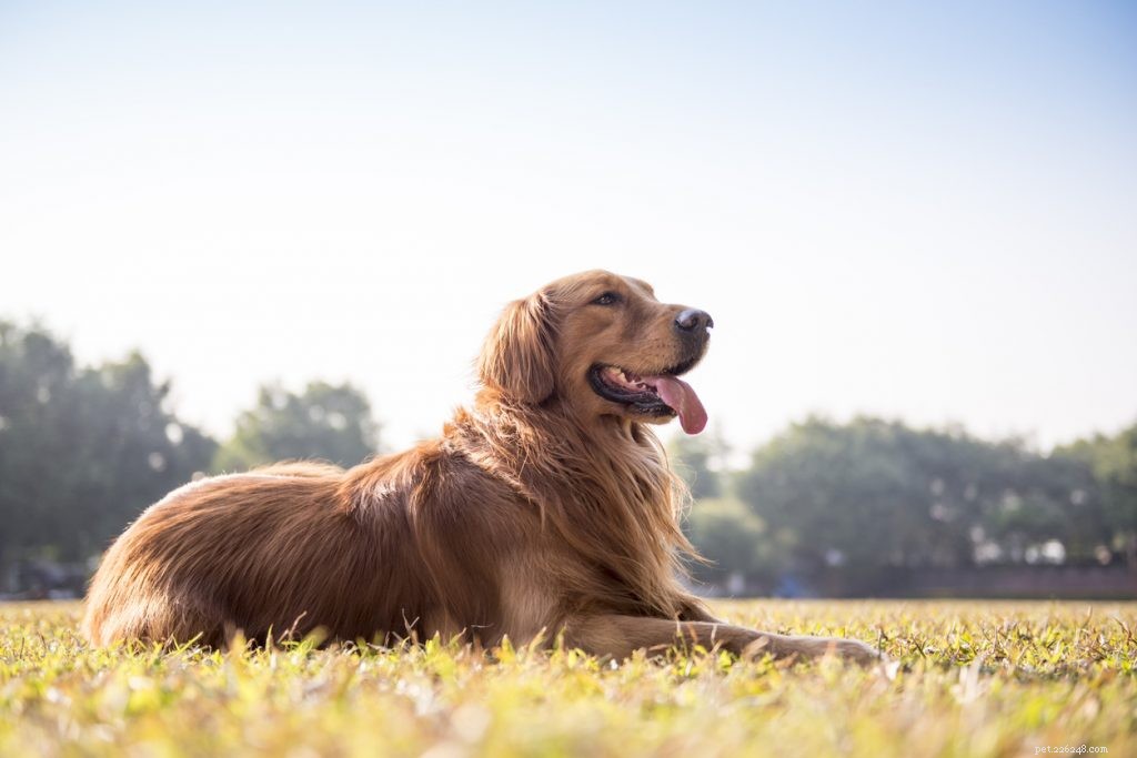 Golden Retrievers: 15 Compelling Reasons to Adopt One Today