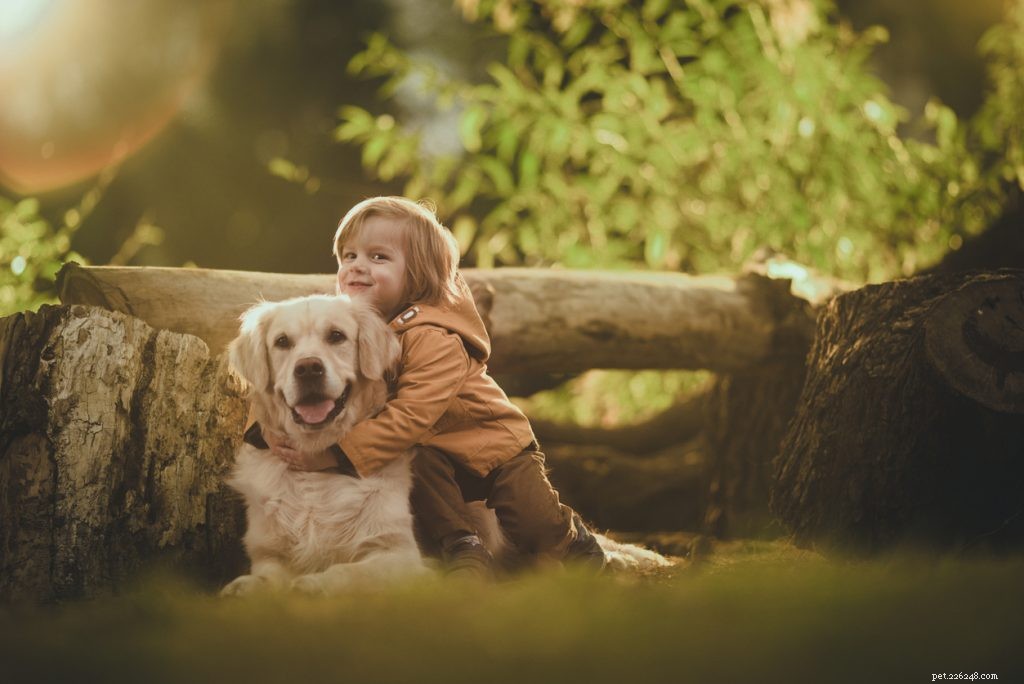 Golden Retrievers: 15 Compelling Reasons to Adopt One Today