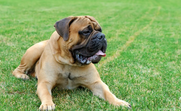 Discover the Top 10 Majestic Large Dog Breeds