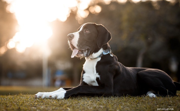 Discover the Top 10 Majestic Large Dog Breeds