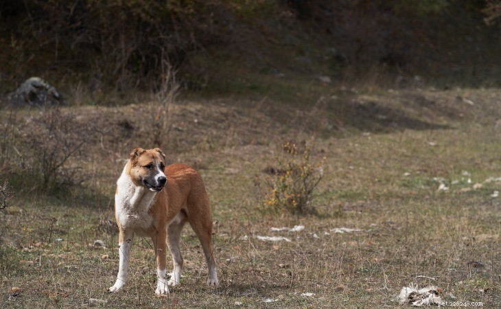 Discover the Top 10 Majestic Large Dog Breeds