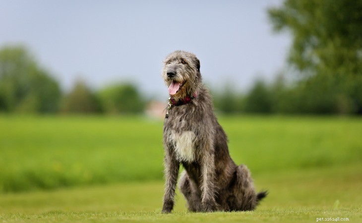 Discover the Top 10 Majestic Large Dog Breeds