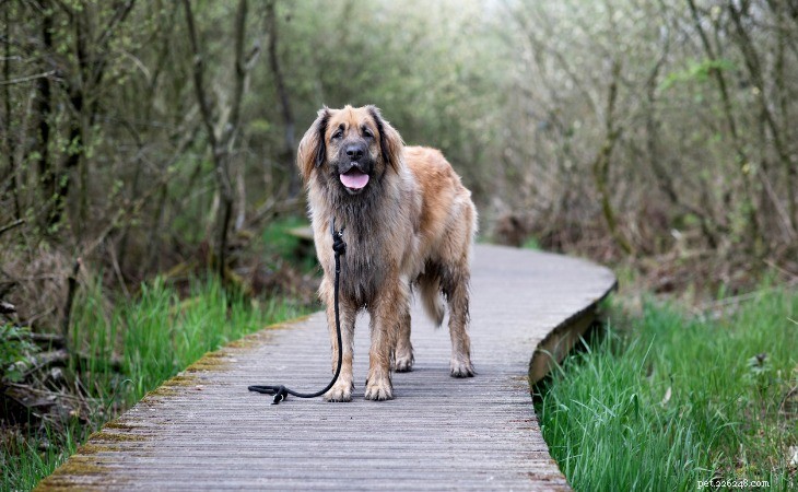 Discover the Top 10 Majestic Large Dog Breeds