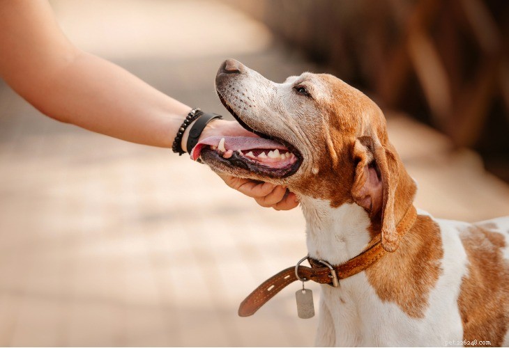 The Expert Guide to Properly Petting Your Dog for Mutual Comfort