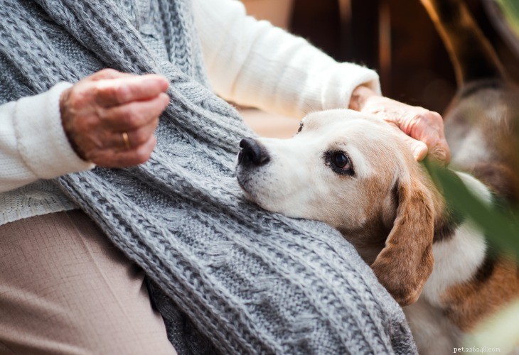 The Expert Guide to Properly Petting Your Dog for Mutual Comfort