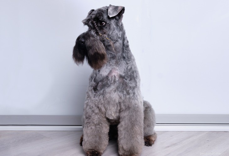 Top 10 Hypoallergenic Dog Breeds for Allergy Sufferers