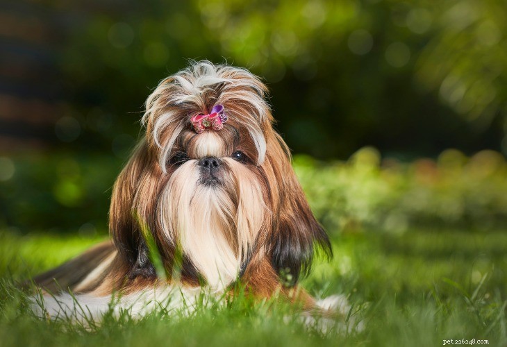 Top 10 Hypoallergenic Dog Breeds for Allergy Sufferers
