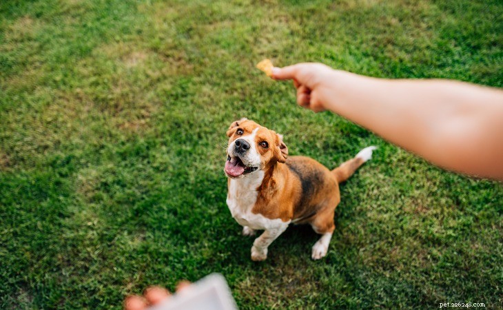 Effective Ways to Keep Your Dog Engaged and Happy