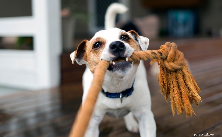 Effective Ways to Keep Your Dog Engaged and Happy