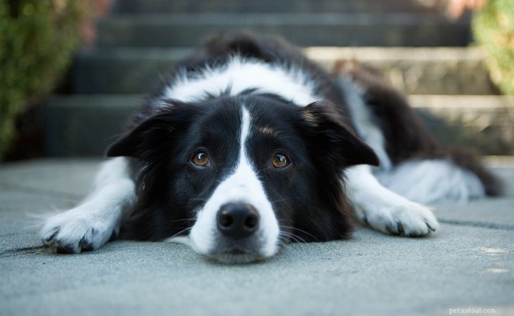 Train Your Dog to Lie Down on Command: Step‑by‑Step Guide