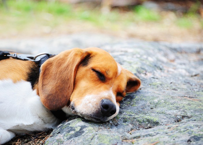 15 Surprising Facts About the Beagle You Need to Know