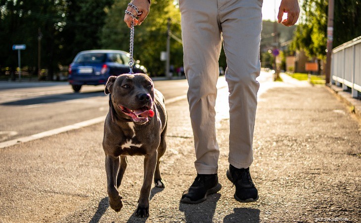 Discover the 10 Most Popular American Dog Breeds