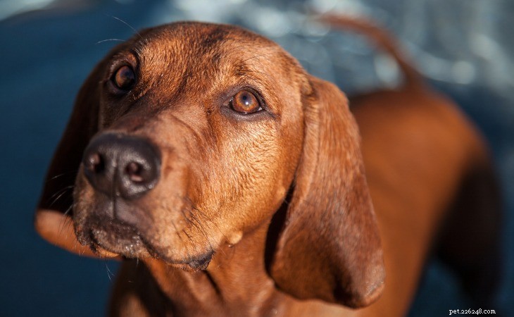 Discover the 10 Most Popular American Dog Breeds