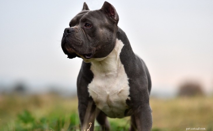 Discover the 10 Most Popular American Dog Breeds