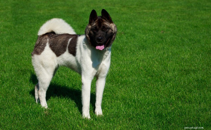 Discover the 10 Most Popular American Dog Breeds