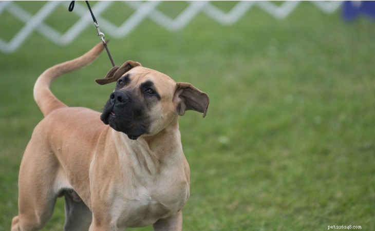 Discover the 10 Most Popular American Dog Breeds