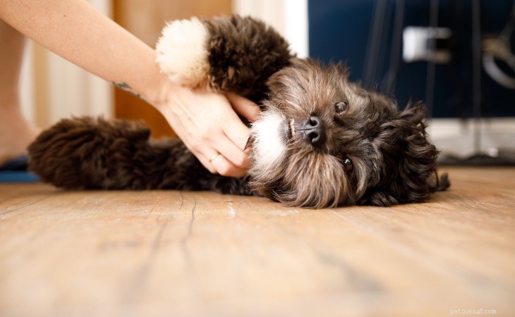 Discover the 10 Most Popular American Dog Breeds