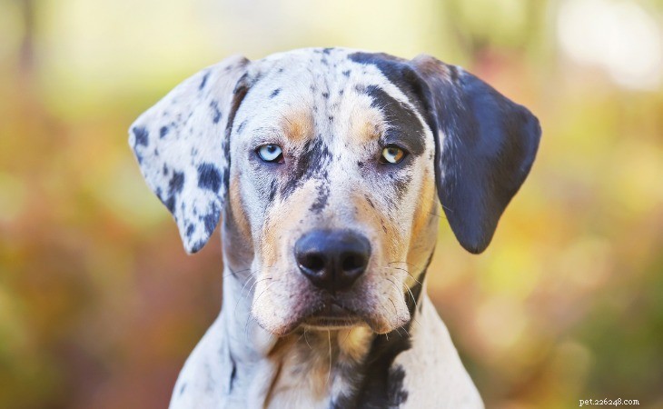 Discover the 10 Most Popular American Dog Breeds