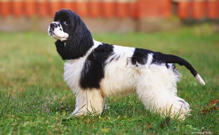 Discover the 10 Most Popular American Dog Breeds