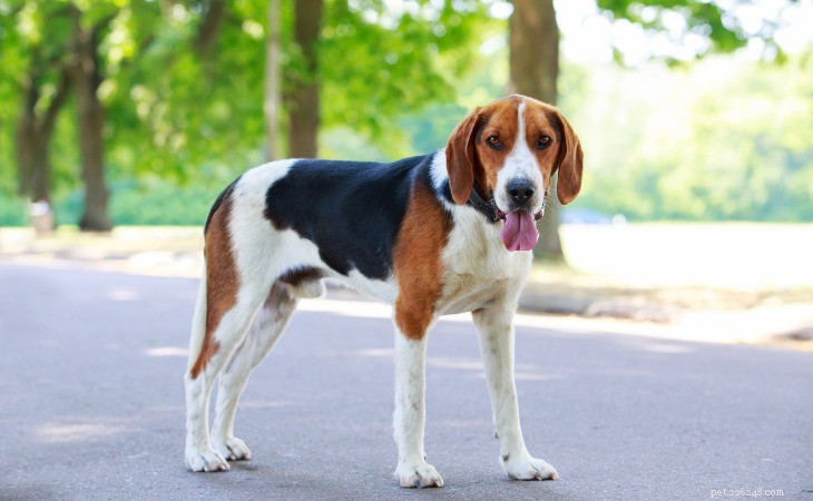 Discover the 10 Most Popular American Dog Breeds