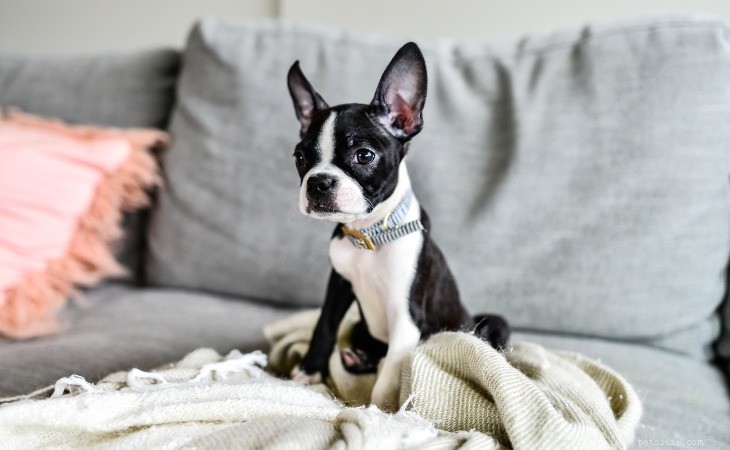 Discover the 10 Most Popular American Dog Breeds