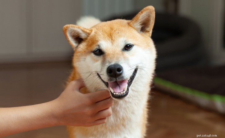 Shiba Inu vs. Akita Inu: Key Differences Explained