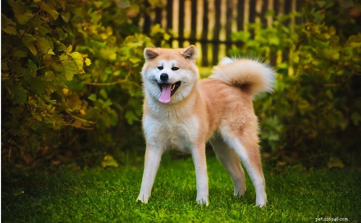 Shiba Inu vs. Akita Inu: Key Differences Explained