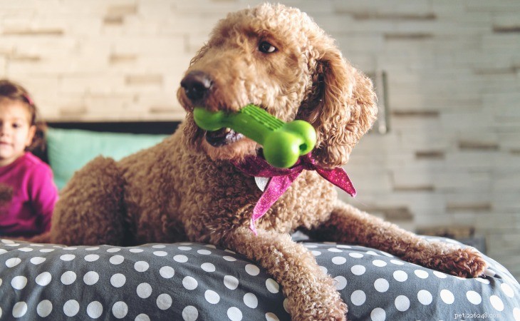 Choosing the Perfect Toys for Your Dog: A Guide to Health & Happiness