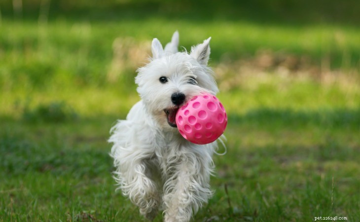 Choosing the Perfect Toys for Your Dog: A Guide to Health & Happiness