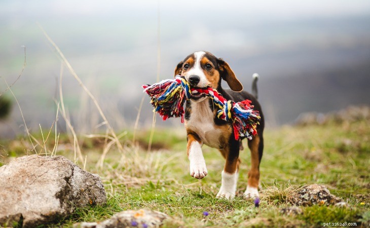 Choosing the Perfect Toys for Your Dog: A Guide to Health & Happiness