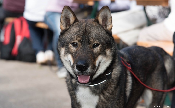 Top 5 Japanese Dog Breeds: Charm, Loyalty & Unique Traits