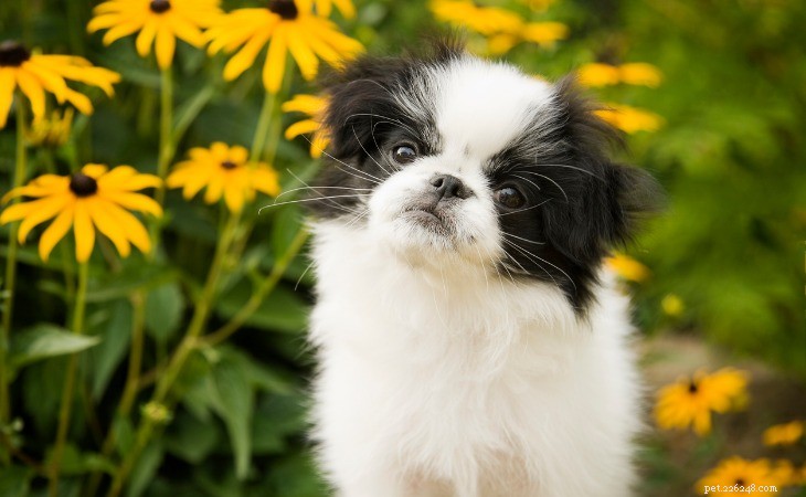 Top 5 Japanese Dog Breeds: Charm, Loyalty & Unique Traits