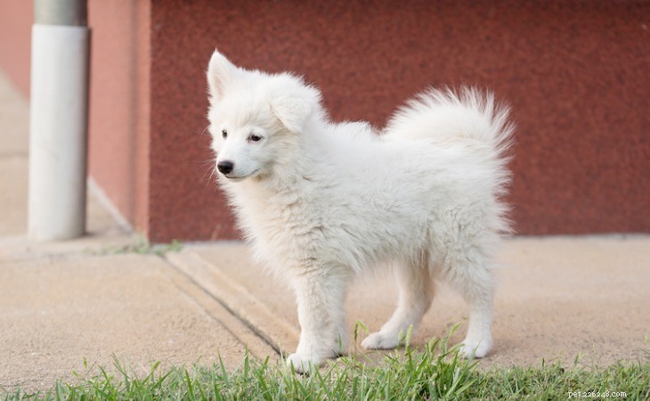 Top 5 Japanese Dog Breeds: Charm, Loyalty & Unique Traits