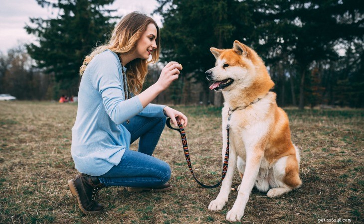 Top 5 Japanese Dog Breeds: Charm, Loyalty & Unique Traits