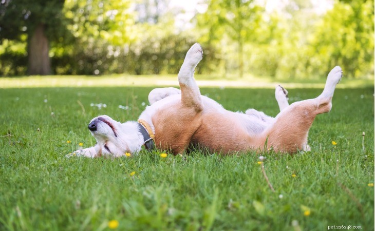 Recognizing Happiness in Your Dog: Key Signs & Behaviors