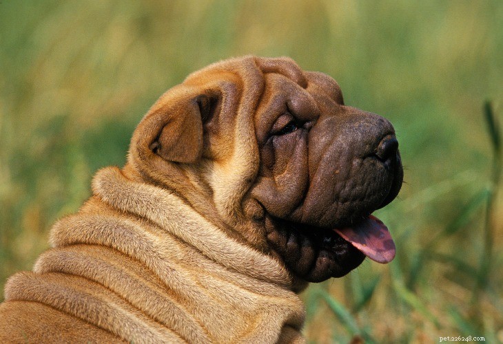Shar-Pei Dog Breed: History, Care & Characteristics