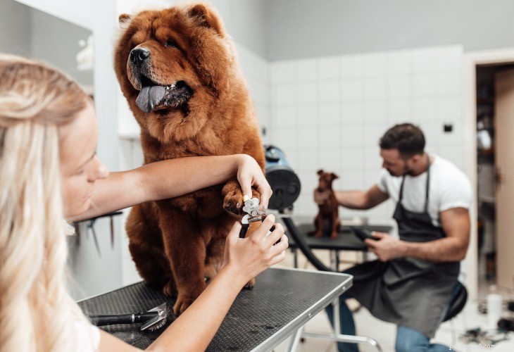 Chow Chow: Classic Chinese Dog Breed – History, Traits & Care