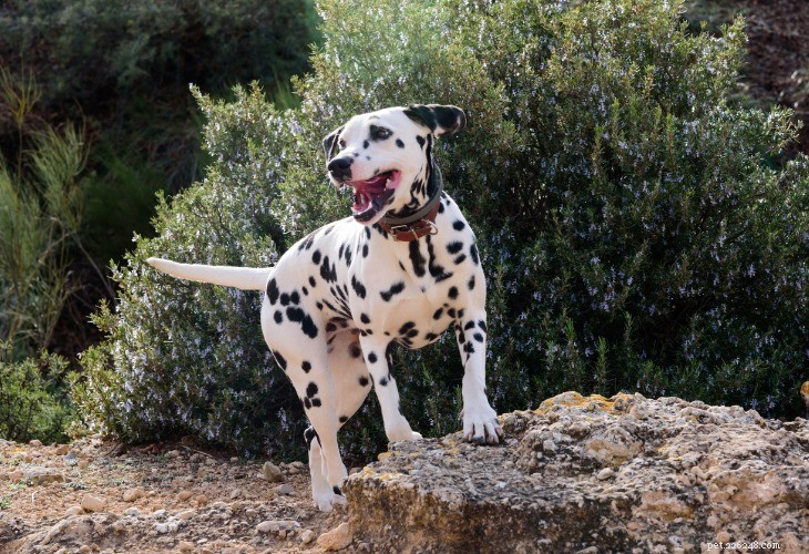 Dalmatian Dog Breed: History, Traits & Care Guide