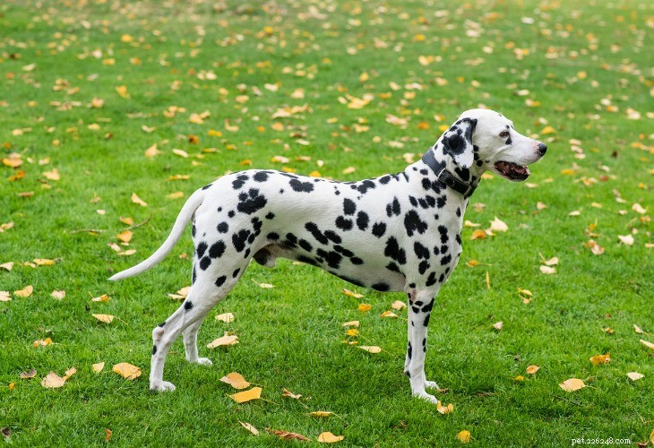 Dalmatian Dog Breed: History, Traits & Care Guide