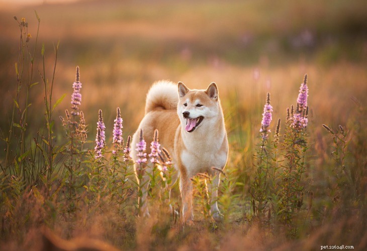 Shiba Inu: Classic Japanese Companion – Bold, Affectionate & Loyal